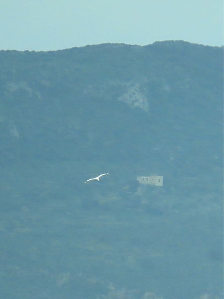 Fou de Bassan  - Giuseppe Mirlocca