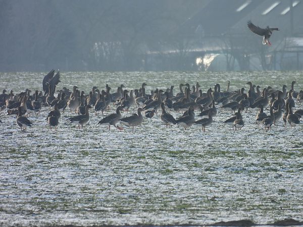 bernikla rdzawoszyja  - Bartłomiej Kusal