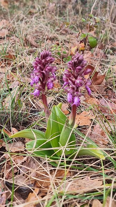 Himantoglossum robertianum  - Shamgar Brook