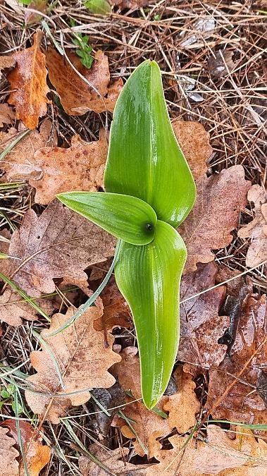 Himantoglossum robertianum  - Shamgar Brook