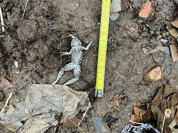 Granota verda indeterminada  - Roger Puig i Jorba