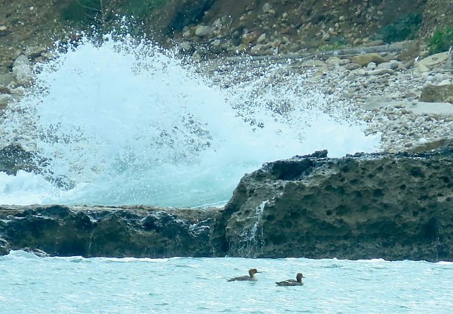 Smergo minore  - Giuseppe Mirlocca