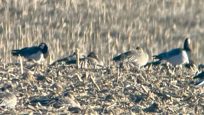 bernikla białolica  - Krzysztof Lis