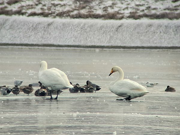 Cygne chanteur  - Jonas Auer