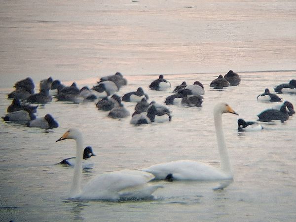 Cygne chanteur  - Jonas Auer