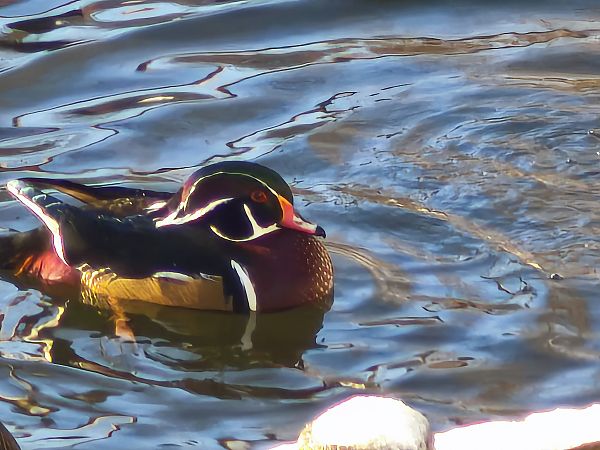 karolinka  - Łukasz Budny