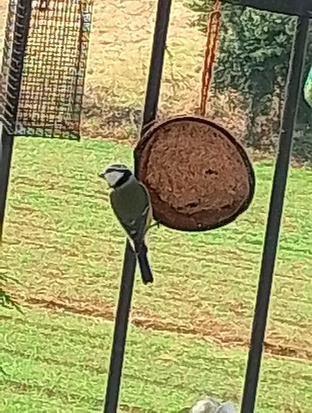 Cinciarella  - Gabriele Papale