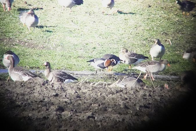 bernikla rdzawoszyja  - Marzena Kosut
