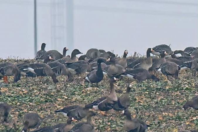 bernikla obrożna  - Karolina Skorb