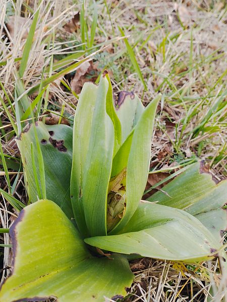 Himantoglossum robertianum  - Gérard Joseph