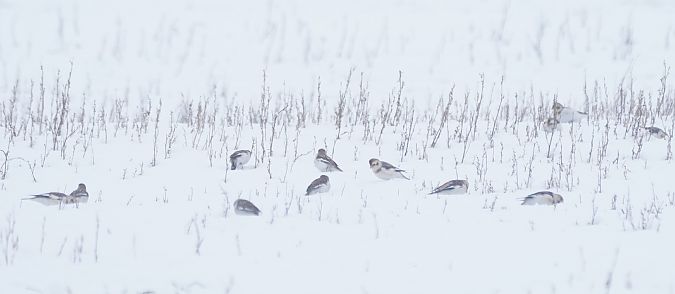 Schneeammer  - Monika Żochowska