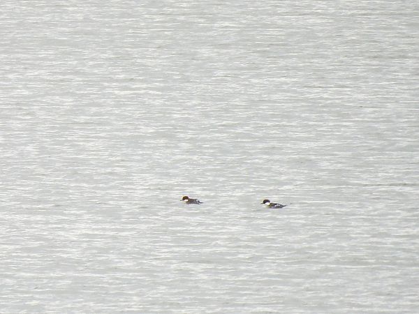 bielaczek  - Natalia Gorczowska