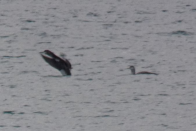 Strolaga minore  - Stefano Sava