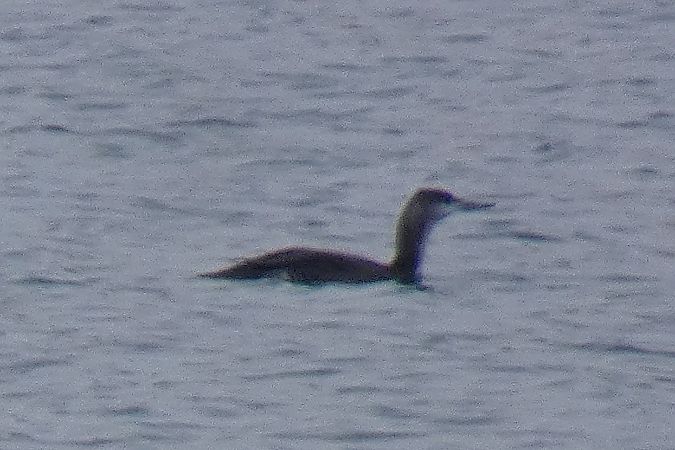 Strolaga minore  - Stefano Sava