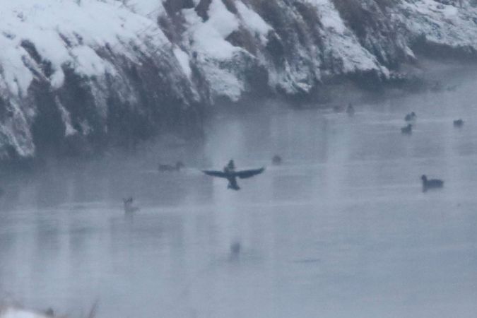 kormoran mały  - Konrad Sobolak