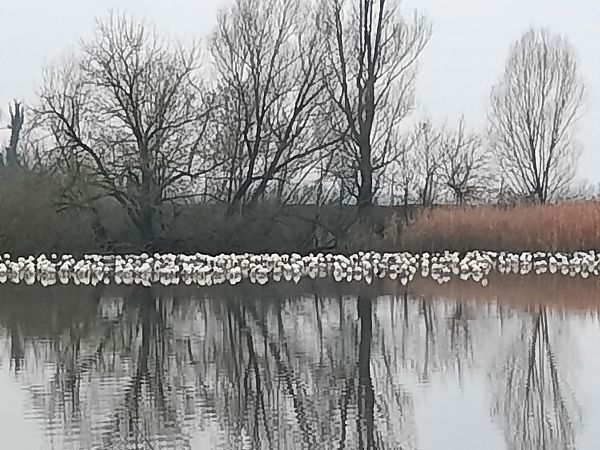 Ibis sacro  - Bassano Riboni