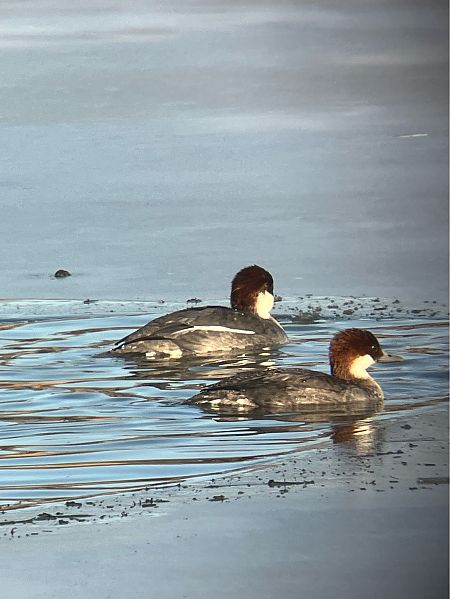 Harle piette  - Herta Mangeng