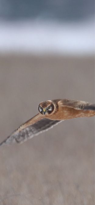 Busard pâle  - Lukas Nehrer