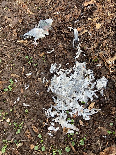 Sparviere  - Franco Roscelli