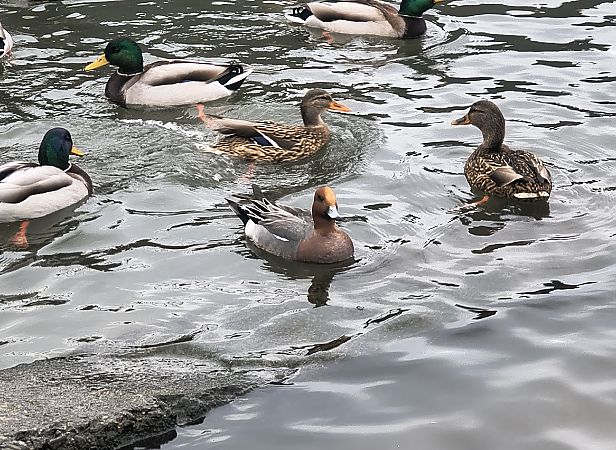 świstun  - Bartłomiej Kusal