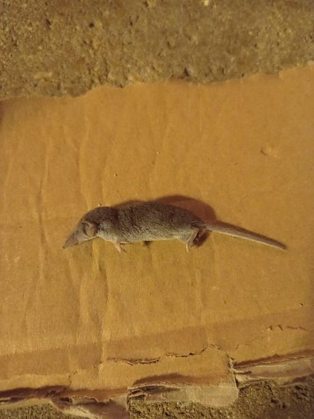 Mustiolo  - Cosimo Gabbani