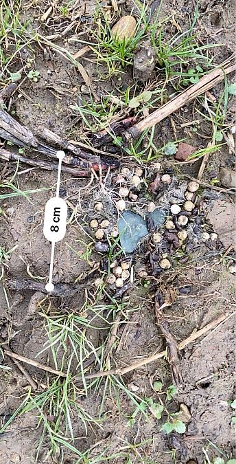 Mammifero indet.  - Maria Rita Gelso