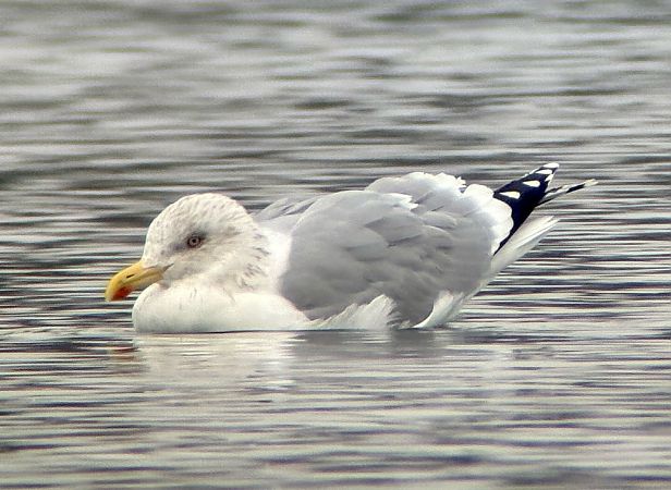 Goéland argenté  - Helmut Schaffer