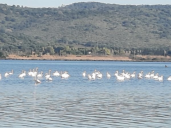 Fenicottero  - Bassano Riboni