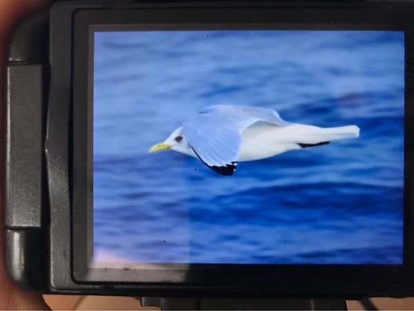 Gabbiano tridattilo  - Tobie Getti