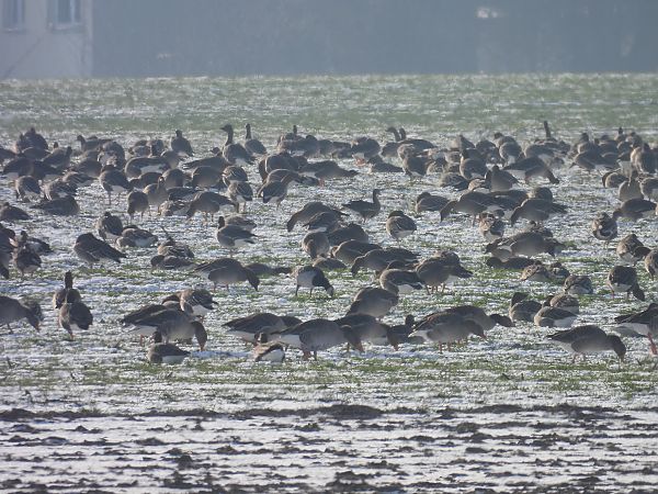bernikla białolica  - Bartłomiej Kusal