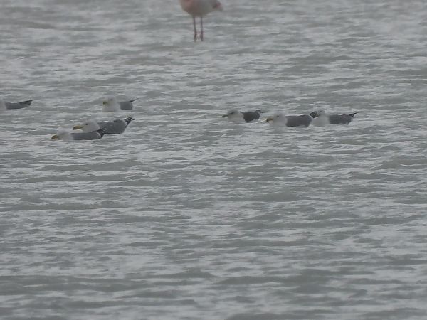 Zafferano  - Cosimo Gabbani