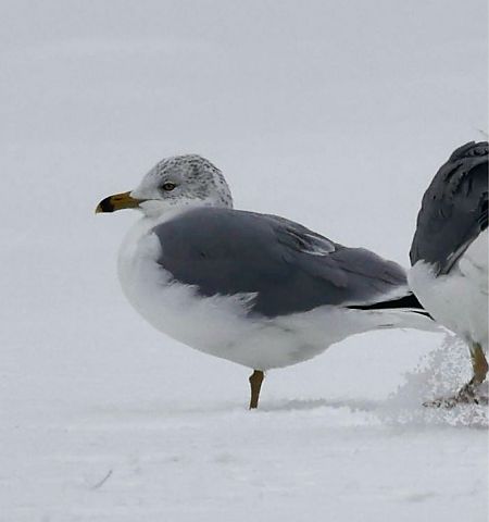Ringschnabelmöwe  - Monika Turczyńska