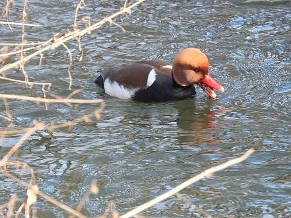 hełmiatka  - Aleksandra Szymczak