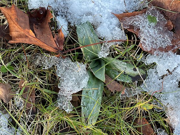 Ophrys apifera  - Olivier Guillemet