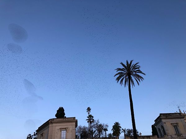 Storno  - Patrick Ruckli