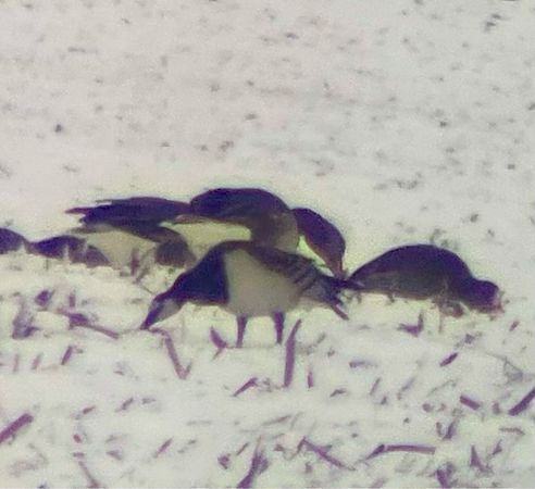 bernikla białolica  - Krzysztof Lis