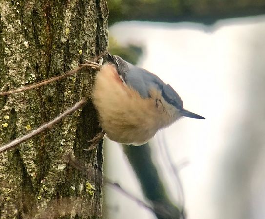 Pica-soques blau  - Ramon Prat Espelt