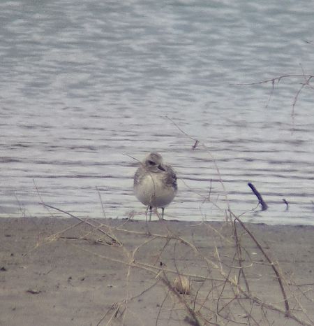 Pluvier argenté  - Alfred Mathis