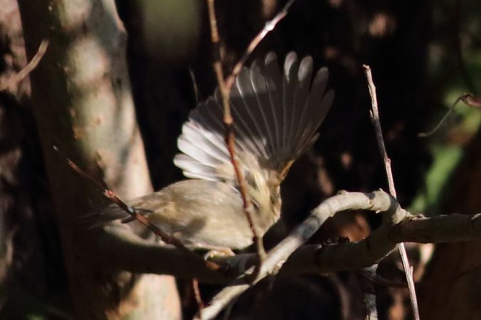 Luì scuro  - Paolo Zonta