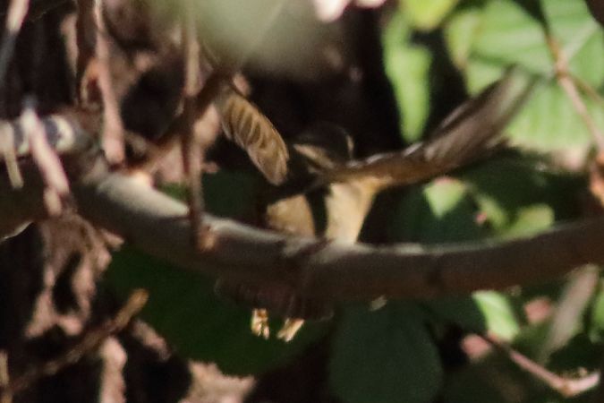 Luì scuro  - Paolo Zonta