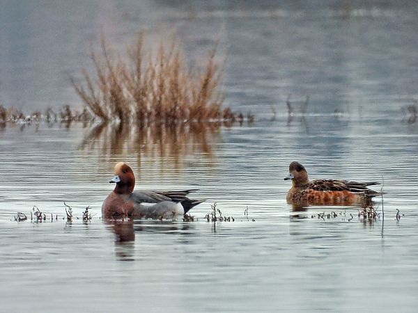 Fischione  - Florinda Testa