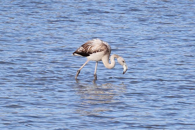 Fenicottero  - Lorenzo Lanzani