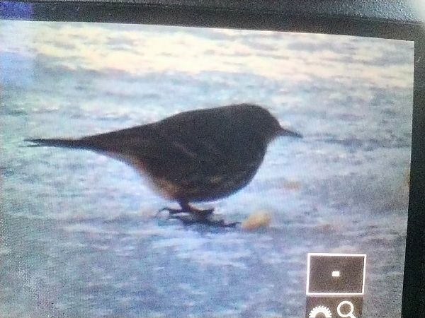 świergotek nadmorski  - Mariusz Zub