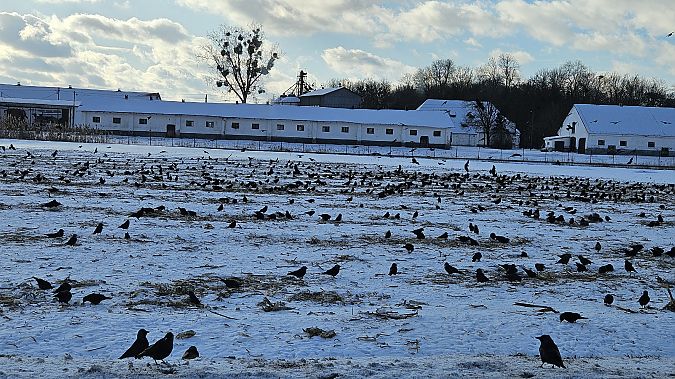 kawka  - Anna Kamilewicz-Wicik
