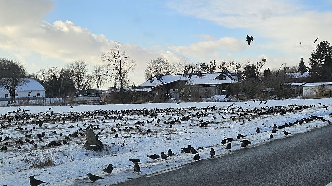 kawka  - Anna Kamilewicz-Wicik