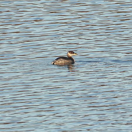 Grèbe jougris  - Chris Zlatar