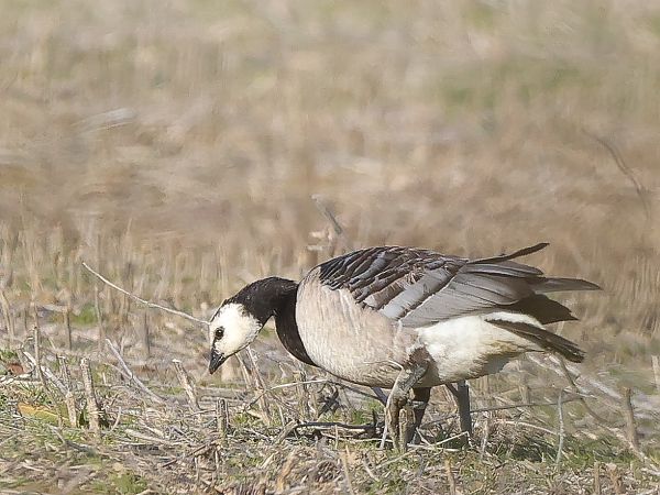 Oca facciabianca  - Tommaso Bonora