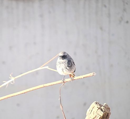 kopciuszek  - Anna Kaniewska-Skoczylas