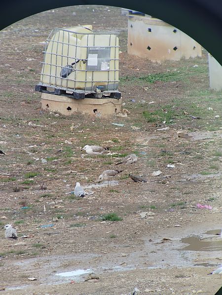 Gavià caspi  - Marc Fusellas