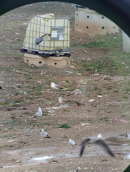 Gavià caspi  - Marc Fusellas